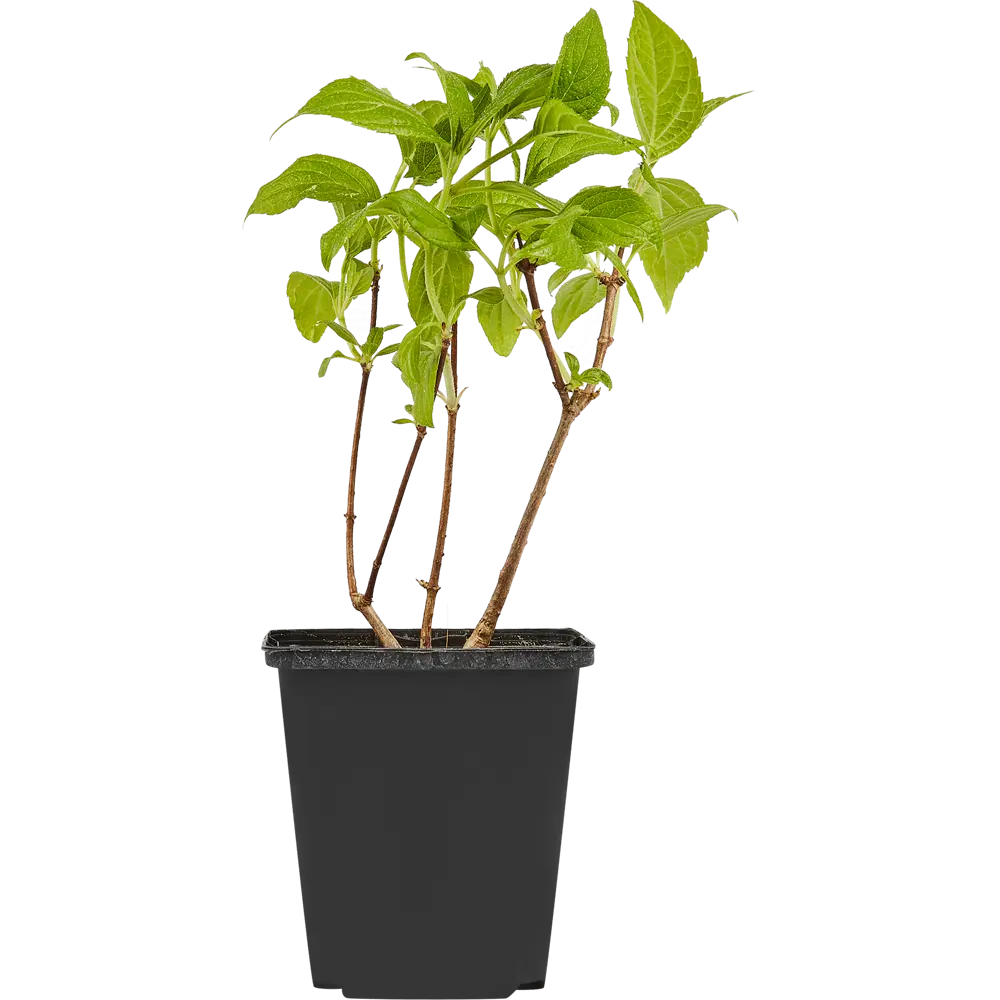 Santreyd Гортензия метельчатая микс - декоративный садовый кустарник 87718464 STLM-0075249 - Вид №1