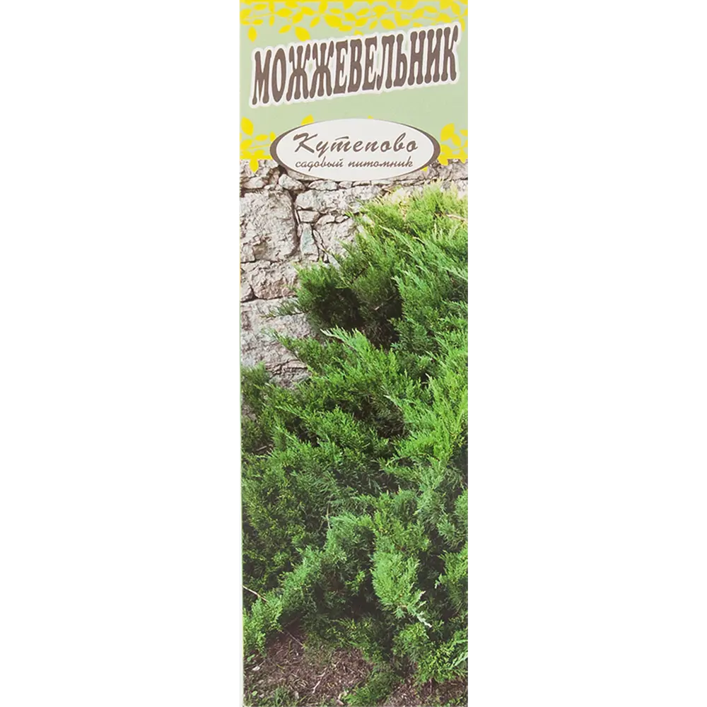 Можжевельник скальный «Скай Рокет» в коробке 82155354 STLM-2192563 Santreyd 