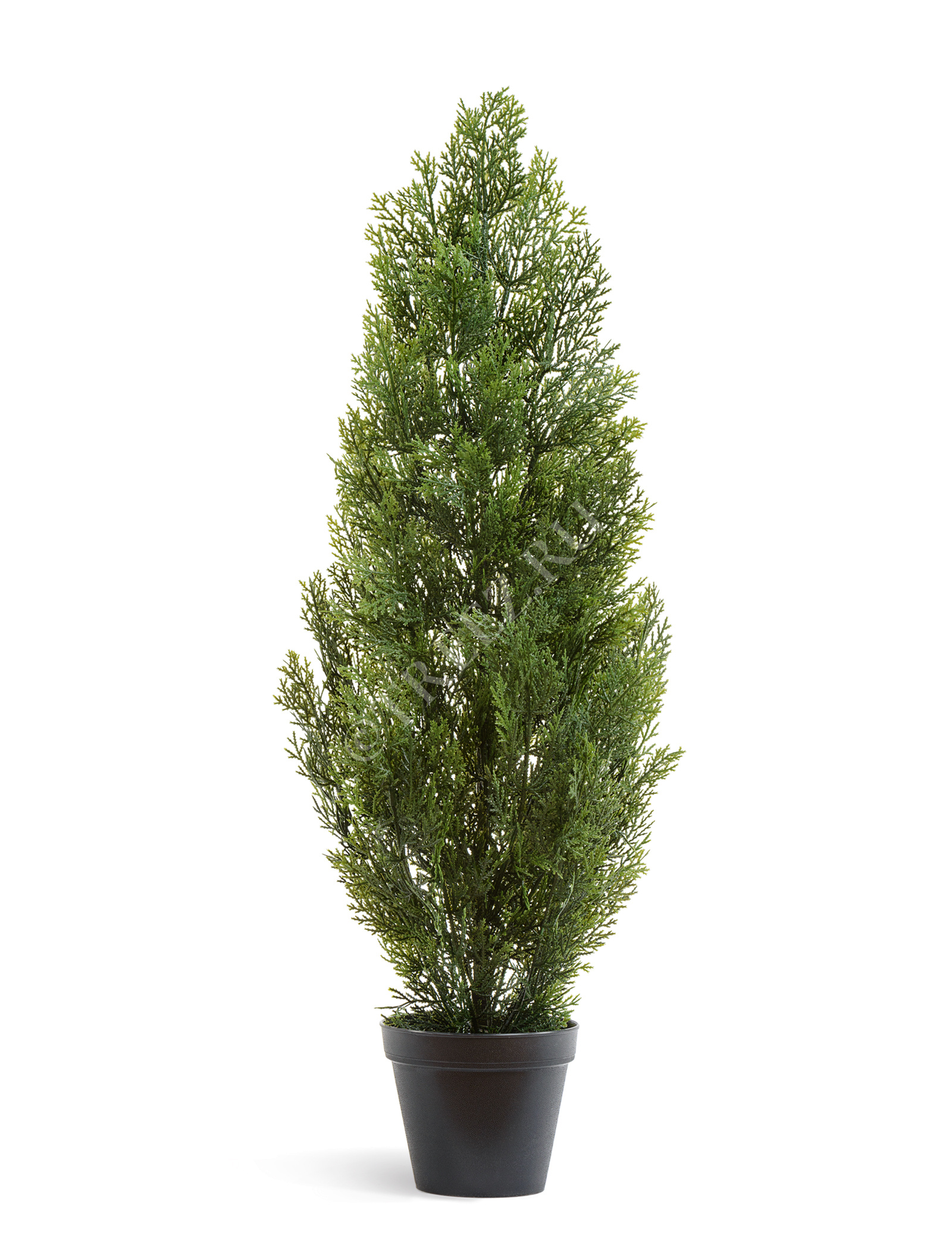 10.0215054/3N Туя Эйр Элеганс уличная Цветочная коллекция  - Вид №2