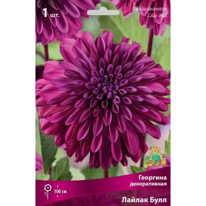 Георгина декоративная Лайлак Булл луковица I 83593794 STLM-2067482