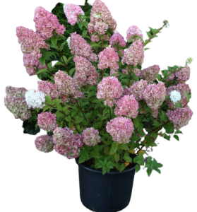 84831993 Гортензия метельчатая Строберри Блоссом ø15 h60 см STLM-0055793 PLANTMARKET