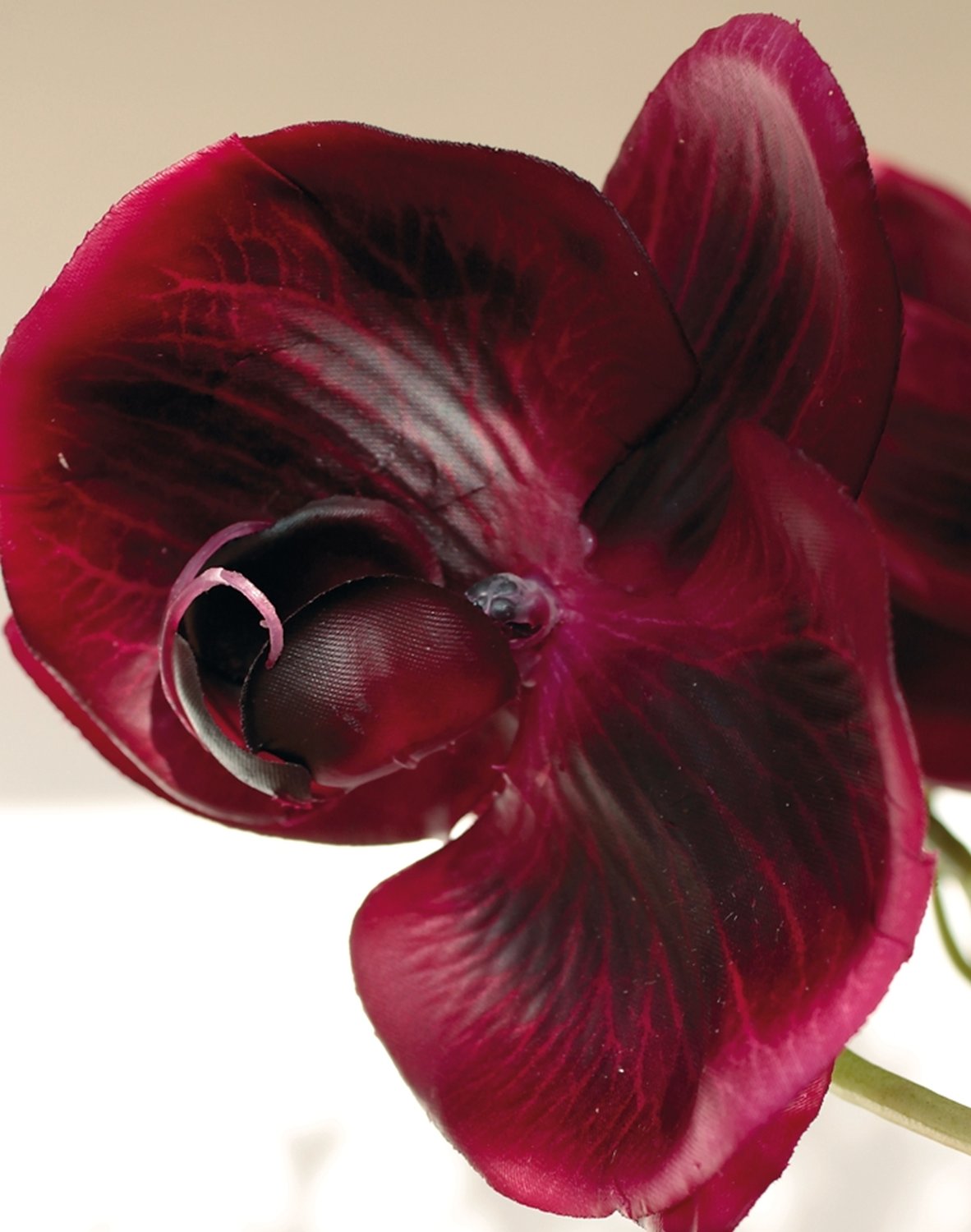 2407 490 a3 Искусственная орхидея Phalaenopsis, 114 см, real touch, красно-черная H-andreas  - Вид №3
