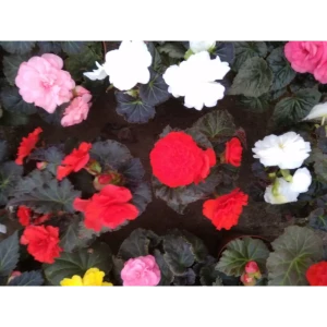 Бегония клубневая d13h15 82554767 STLM-2173173