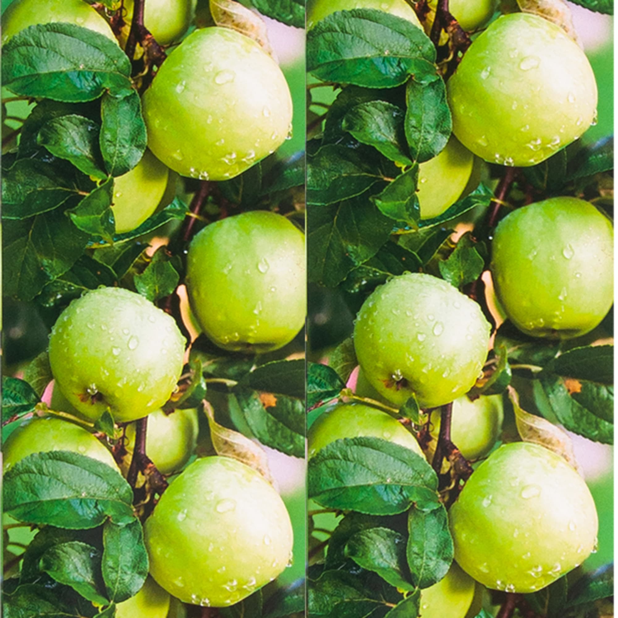 82176320 Яблоня домашняя «Белый Налив» 7-12 л 180-220 см Santreyd  - Вид №1