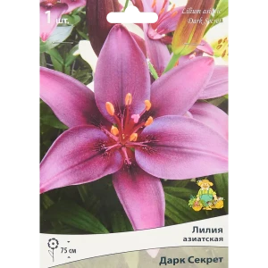 Лилия азиатская Дарк Секрет 85186026 STLM-2075841