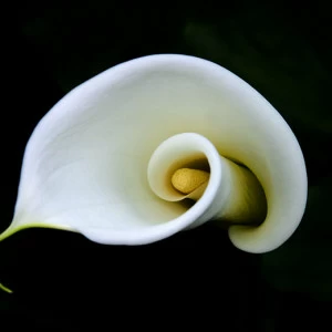 C1-317 Фотообои DIVINO Collection C 1.47х2 м