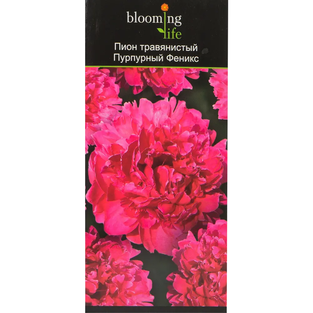 Пион травянистый Пурпурный феникс в тубе 82539507 STLM-2050794 BLOOMING LIFE  - Вид №2