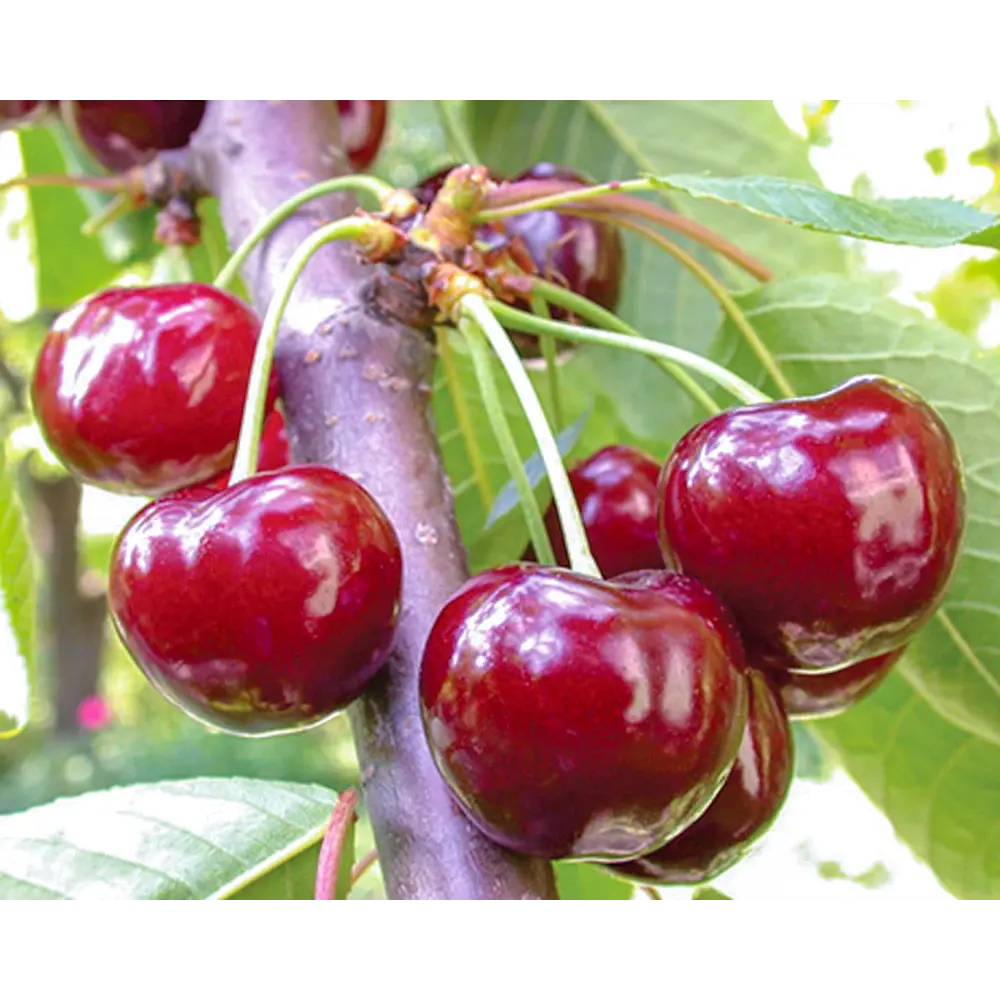 Саженец черешни Подарок Орлу - морозостойкий сорт с сочными плодами 89432293 PLANTMARKET STLM-1584090