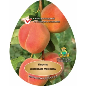 Персик золотая Москва h220 см 83788010 STLM-2009325