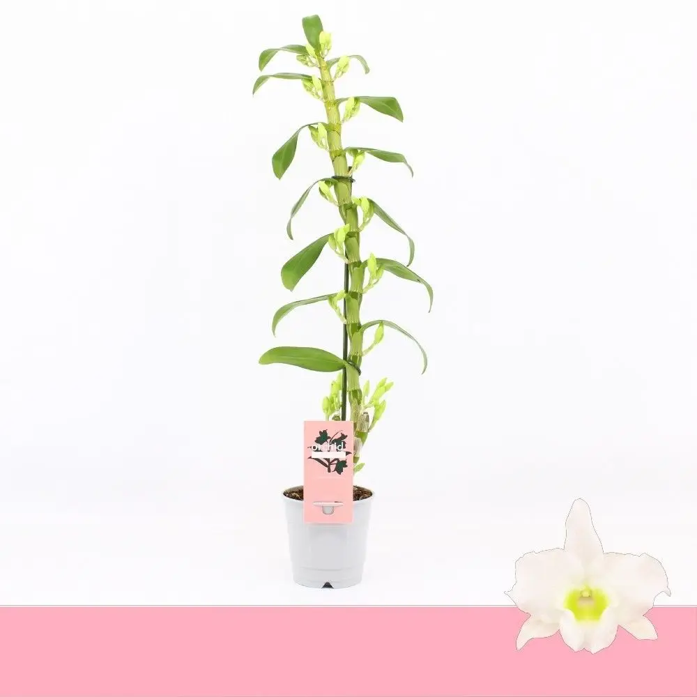 Орхидея Дендробиум Нобиле Аполлон в горшке ø12 см 89434624 Santreyd STLM-1582524