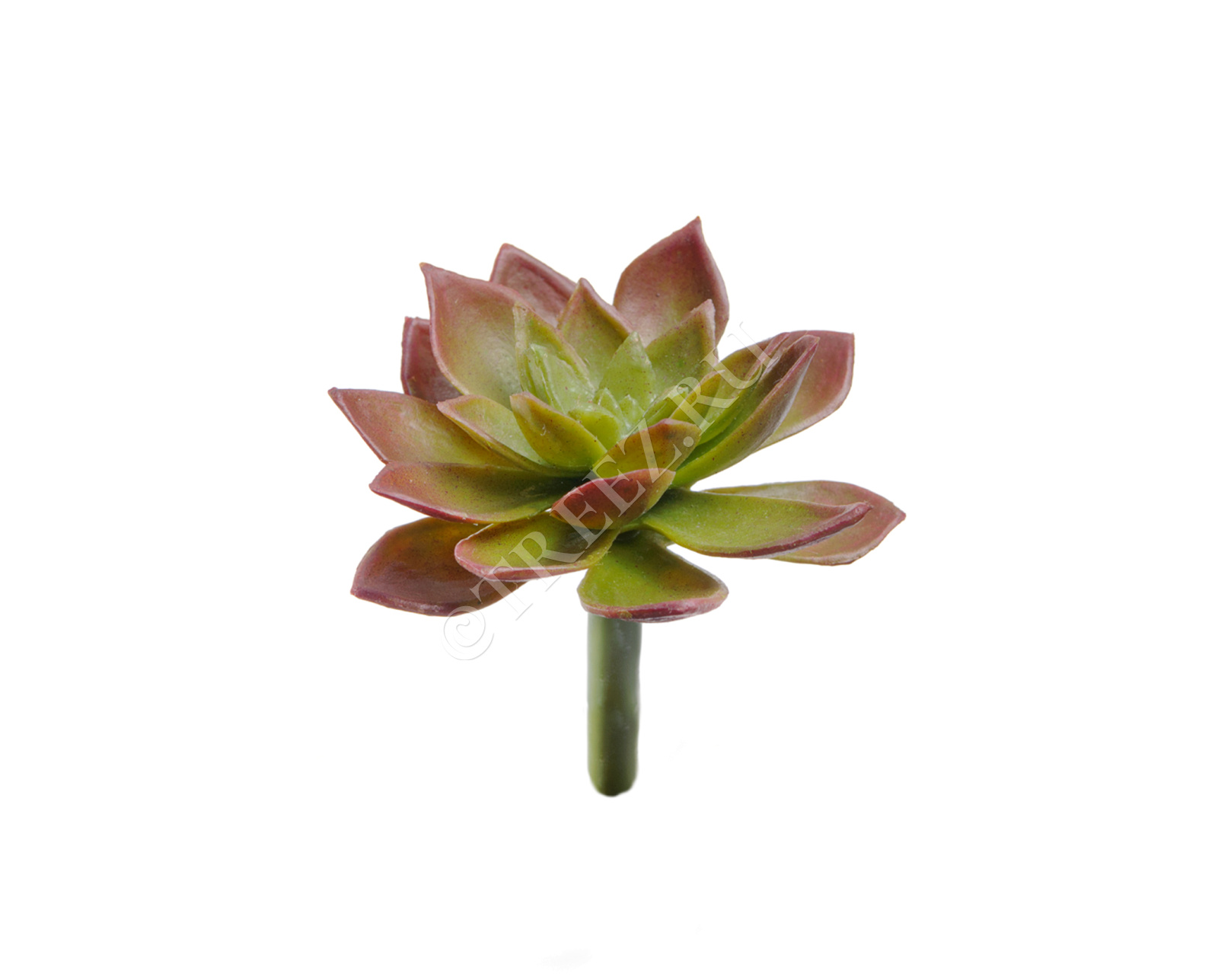 30.0616199 Мини-суккулент Эониум декорум Минор зелёно-бордовый Цветочная коллекция 