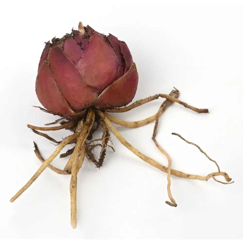 Лилия Geolia видовая Прекрасная Рубрум STLM-2096302 - Вид №2