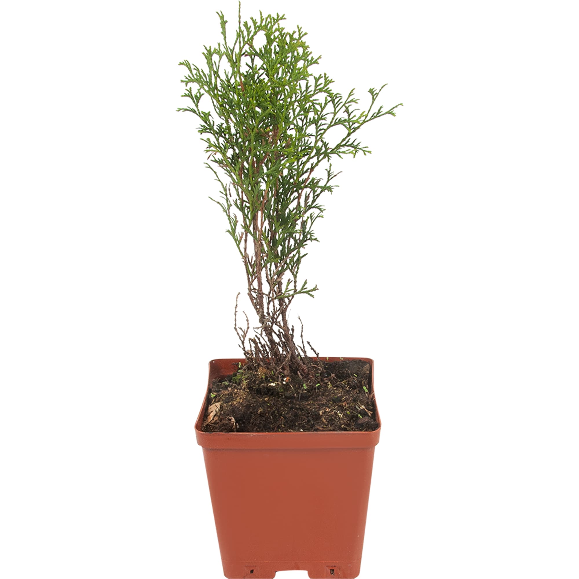 82596819 Туя западная «Хозери» 15x30 см Santreyd 