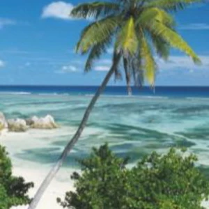 2-1096-Palmtree Фотообои Komar Doors 2.2х0.92 м