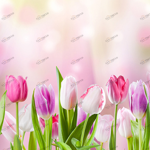 D1-027 Фотообои DIVINO Collection D 1.47х3 м D1027