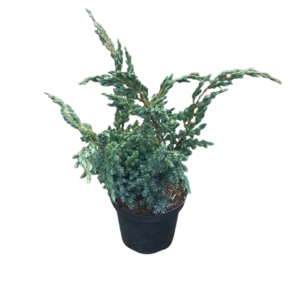 Можжевельник китайский Блю Алпс ø19 h55 см PLANTMARKET STLM-2165937