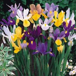 Ирис «Mixed», 6х7 см 14375751 STLM-2059849