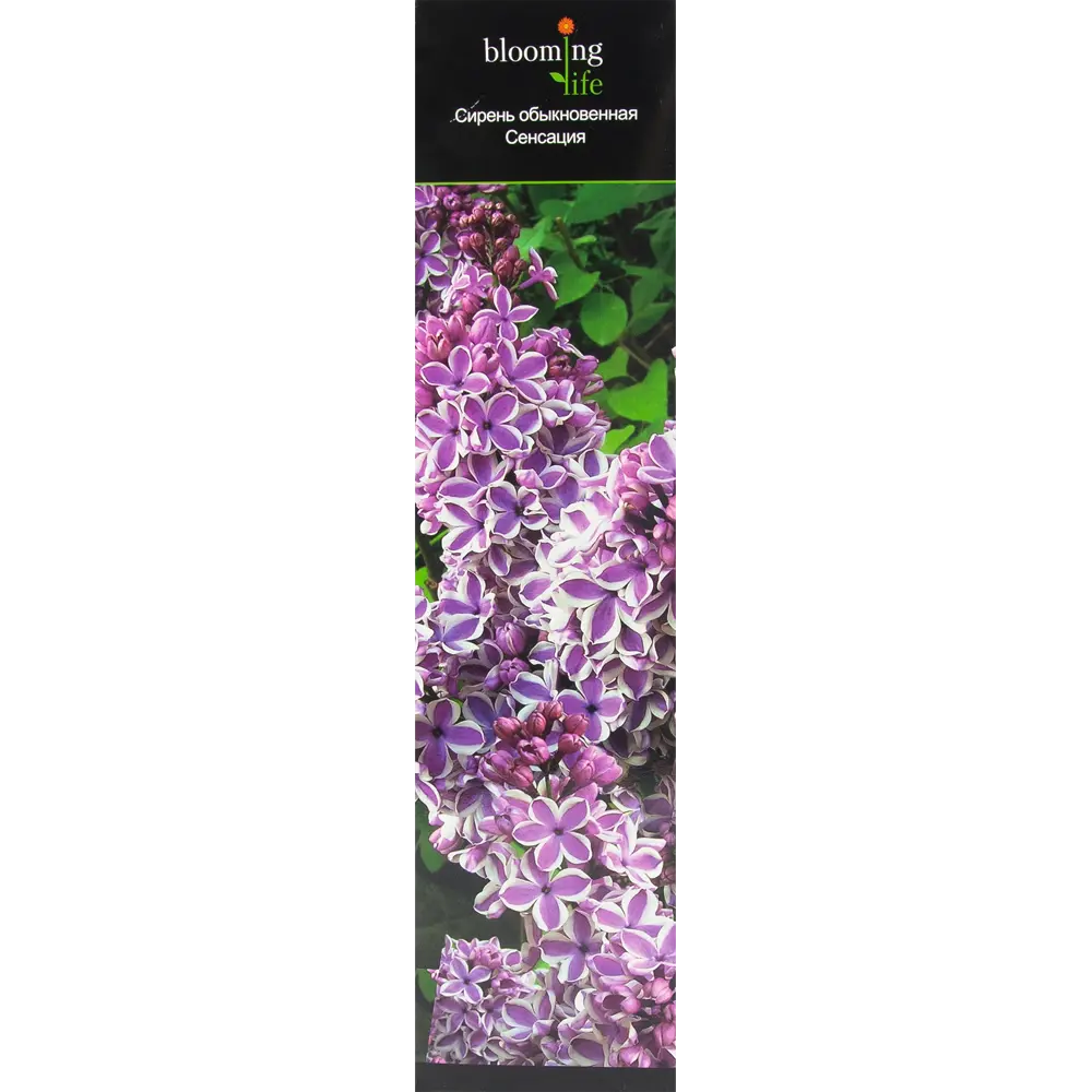 Сирень обыкновенная Сенсация в тубе 82539532 STLM-2173184 BLOOMING LIFE 