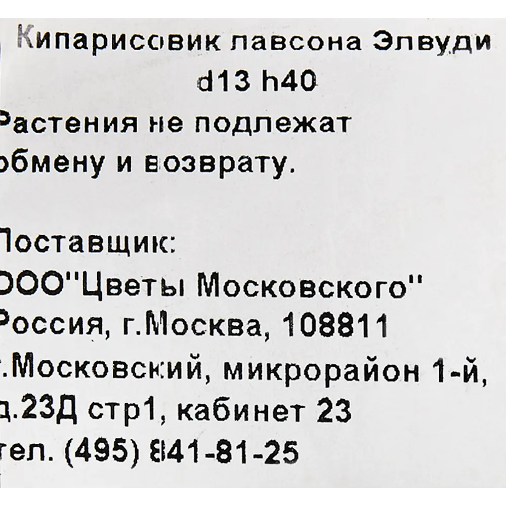 Кипарисовик Лавсона «Элвуди» 13x40 см 82621041 STLM-2024841 Santreyd  - Вид №1