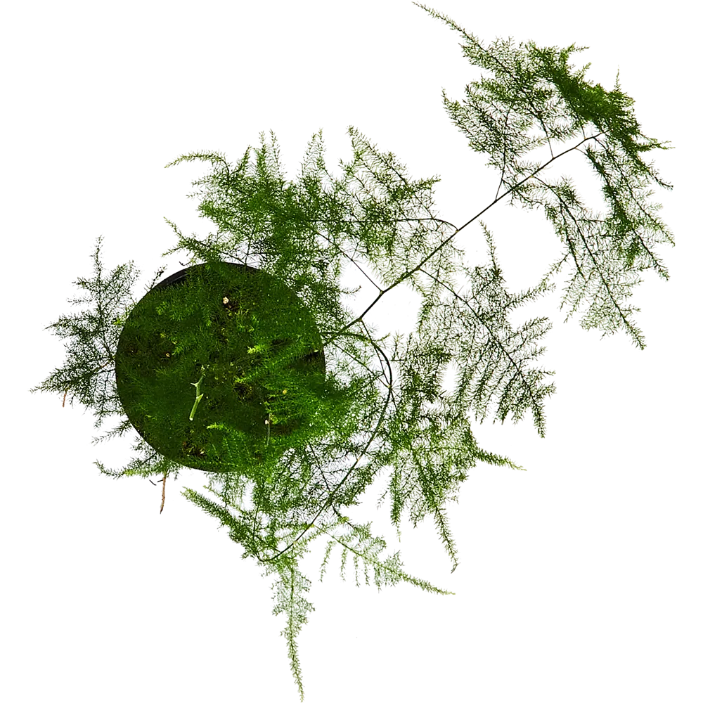 Santreyd Аспарагус перистый — изящный комнатный полукустарник 89338368 STLM-0955811 - Вид №2