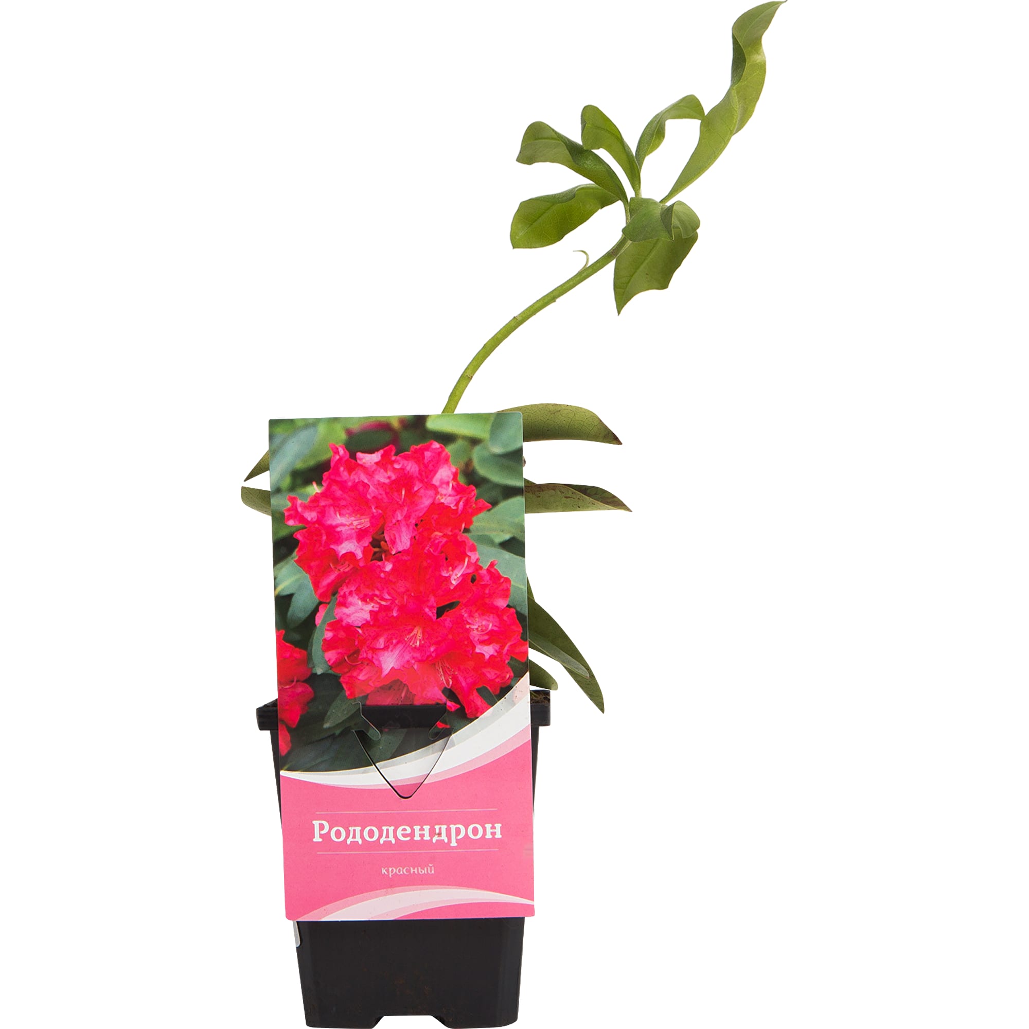82601828 Рододендрон гибридный «Дженифер» 9x20 см Santreyd  - Вид №2