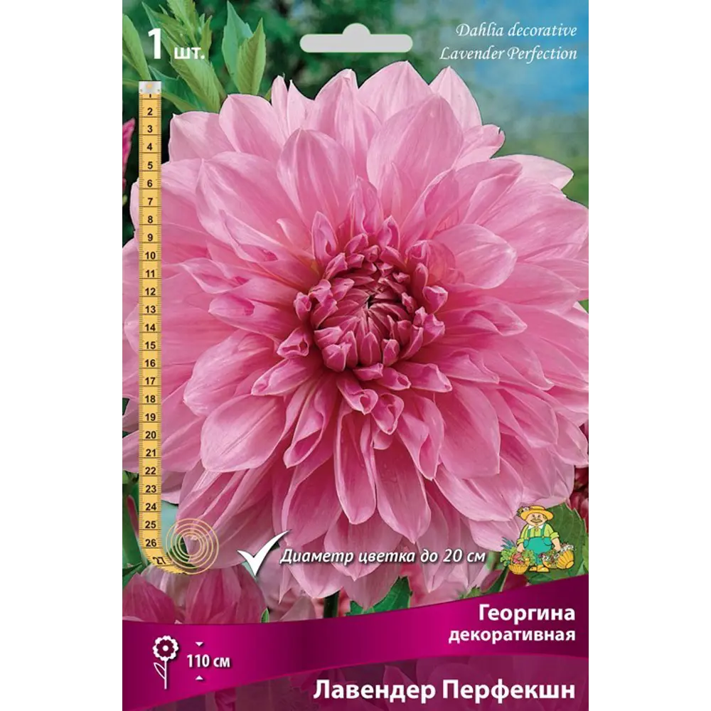 Георгина декоративная Лавендер Перфекшн луковица I 83593793 STLM-2183453 Santreyd 