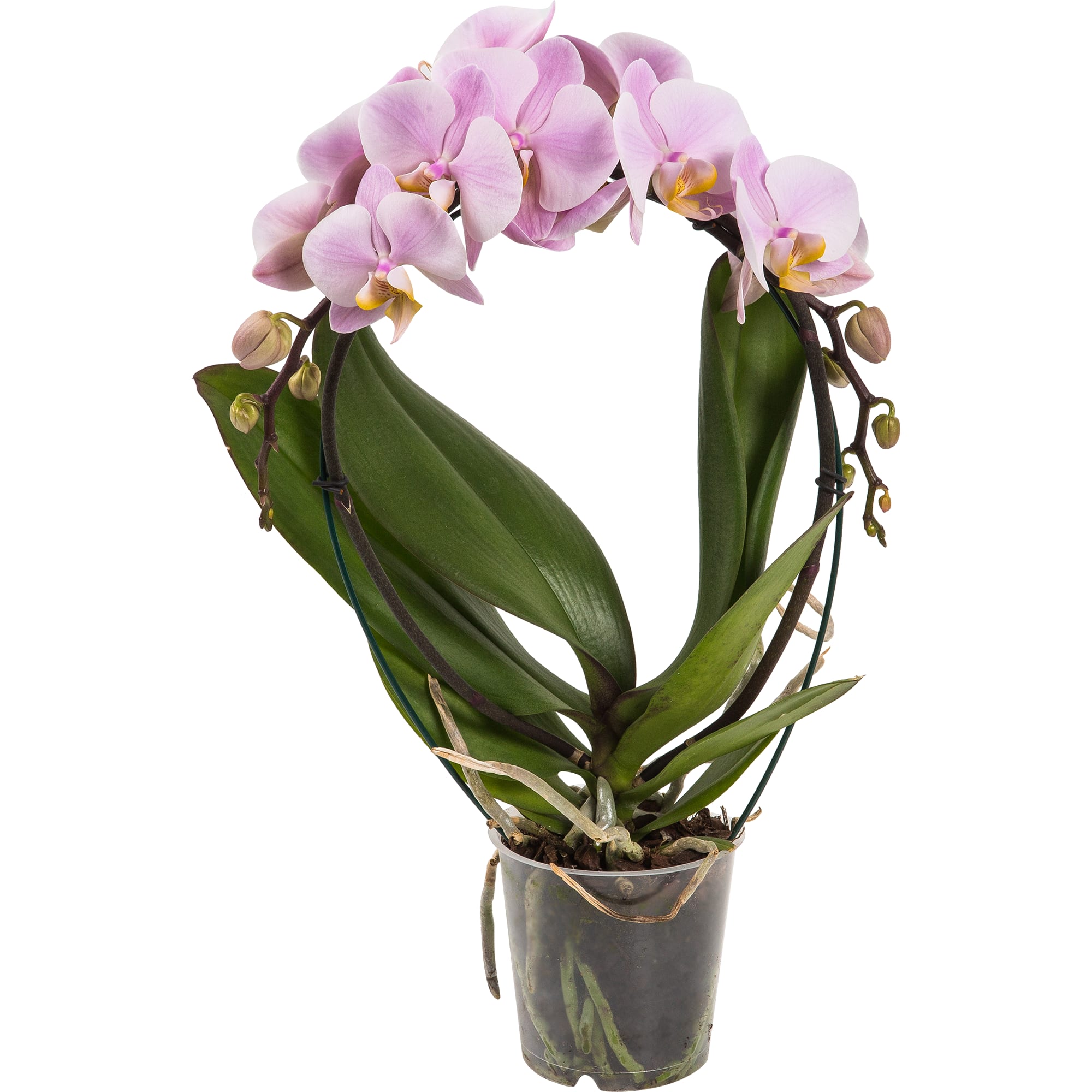 82330266 Орхидея Фаленопсис Экстра микс каскад 2 стебля ø12 h40 см Santreyd 