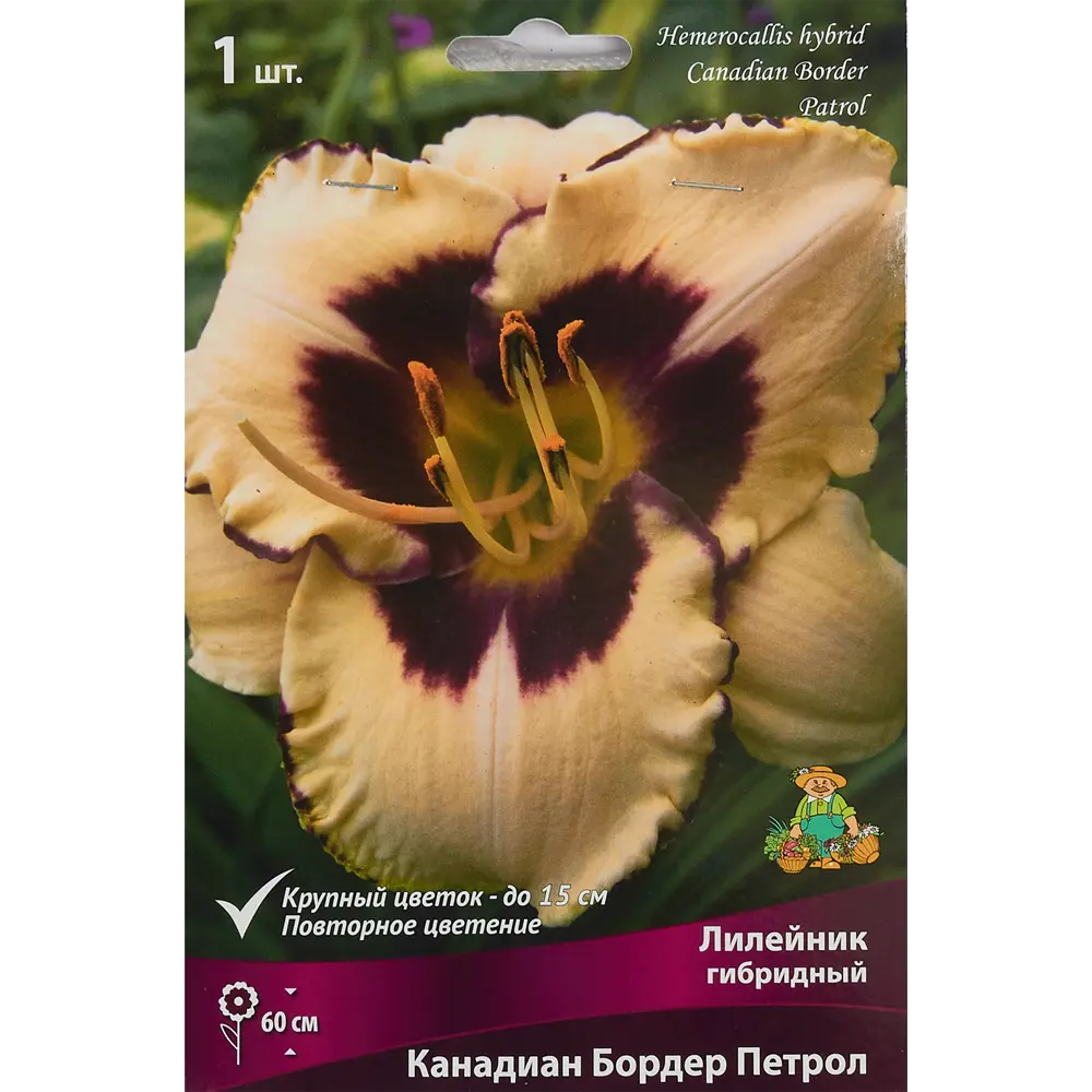 Лилейник гибридный Канадиан Бордер Петрол 85186040 STLM-2029063 ПОИСК 