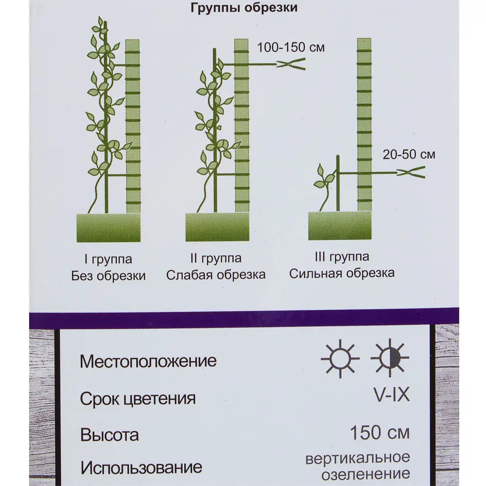 Клематис Солидарность в тубе Поиск Инвест 81951270 STLM-2037566 Santreyd  - Вид №2