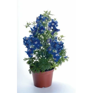 Дельфиниум ø17 h35 см 83248260 STLM-2153173