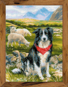 1767 Набор для вышивания Бордер-колли 30 х 40 см RIOLIS Сотвори Сама