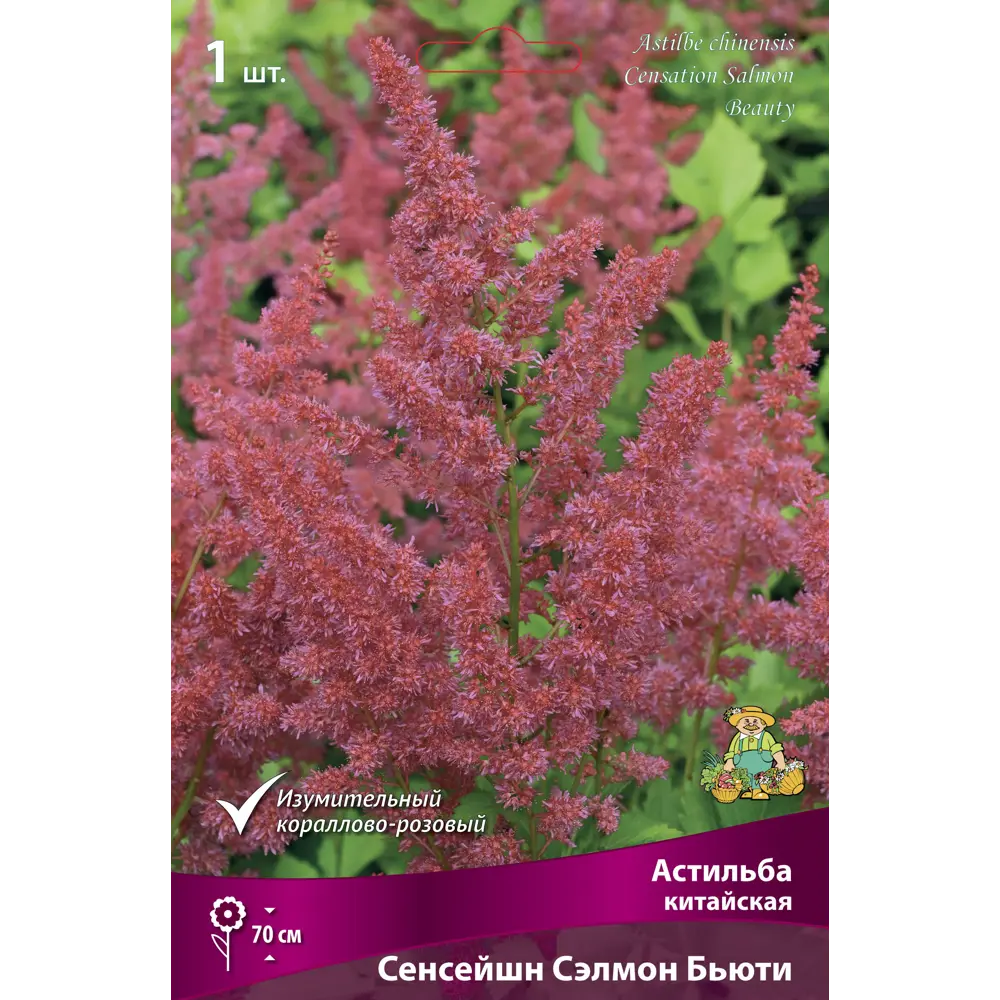 Астильба китайская Сенсейшн Сэлмон Бьюти I 89381309 STLM-2148030 ПОИСК 