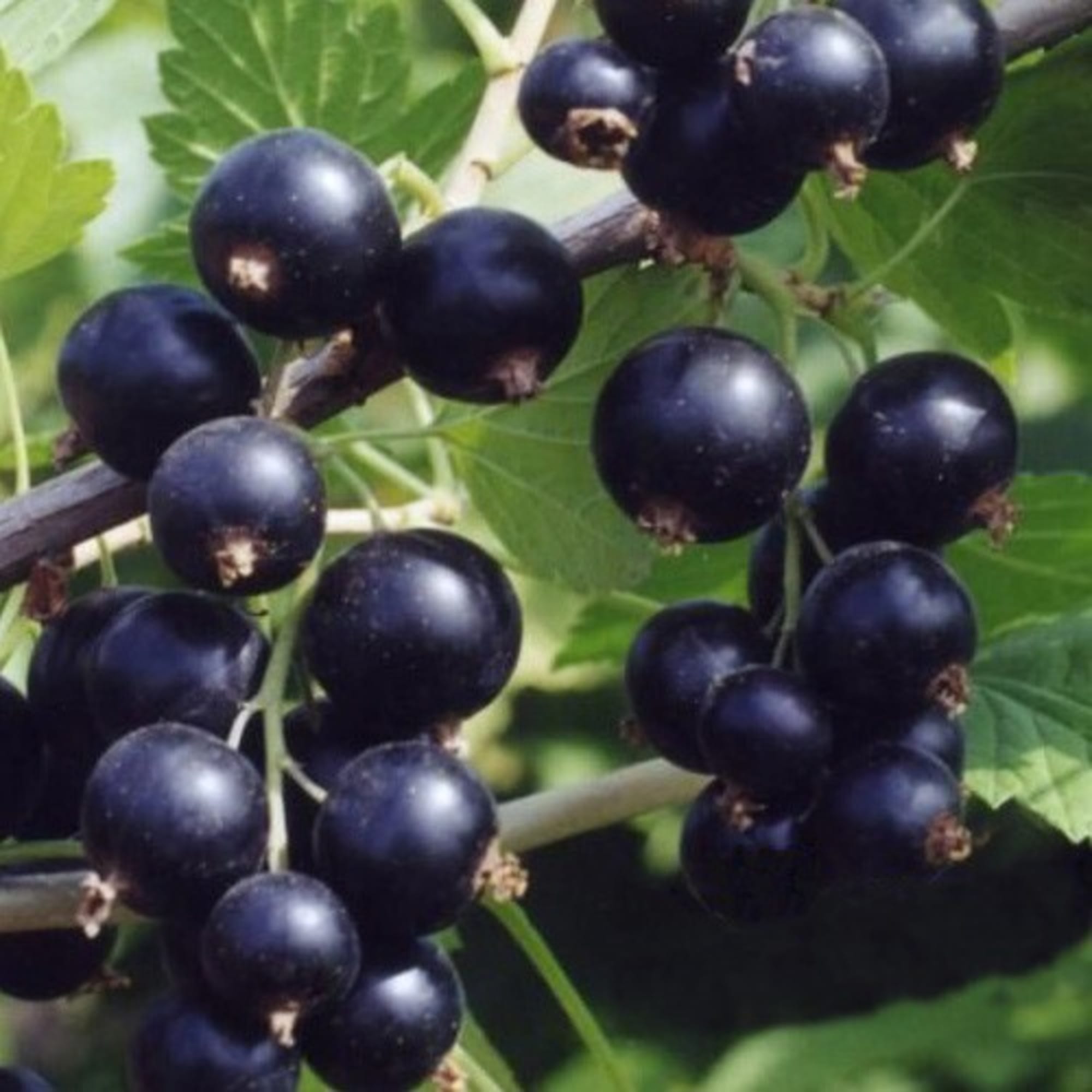 82597116 Смородина чёрная «Нара» C2 высота 40 см Santreyd  - Вид №2