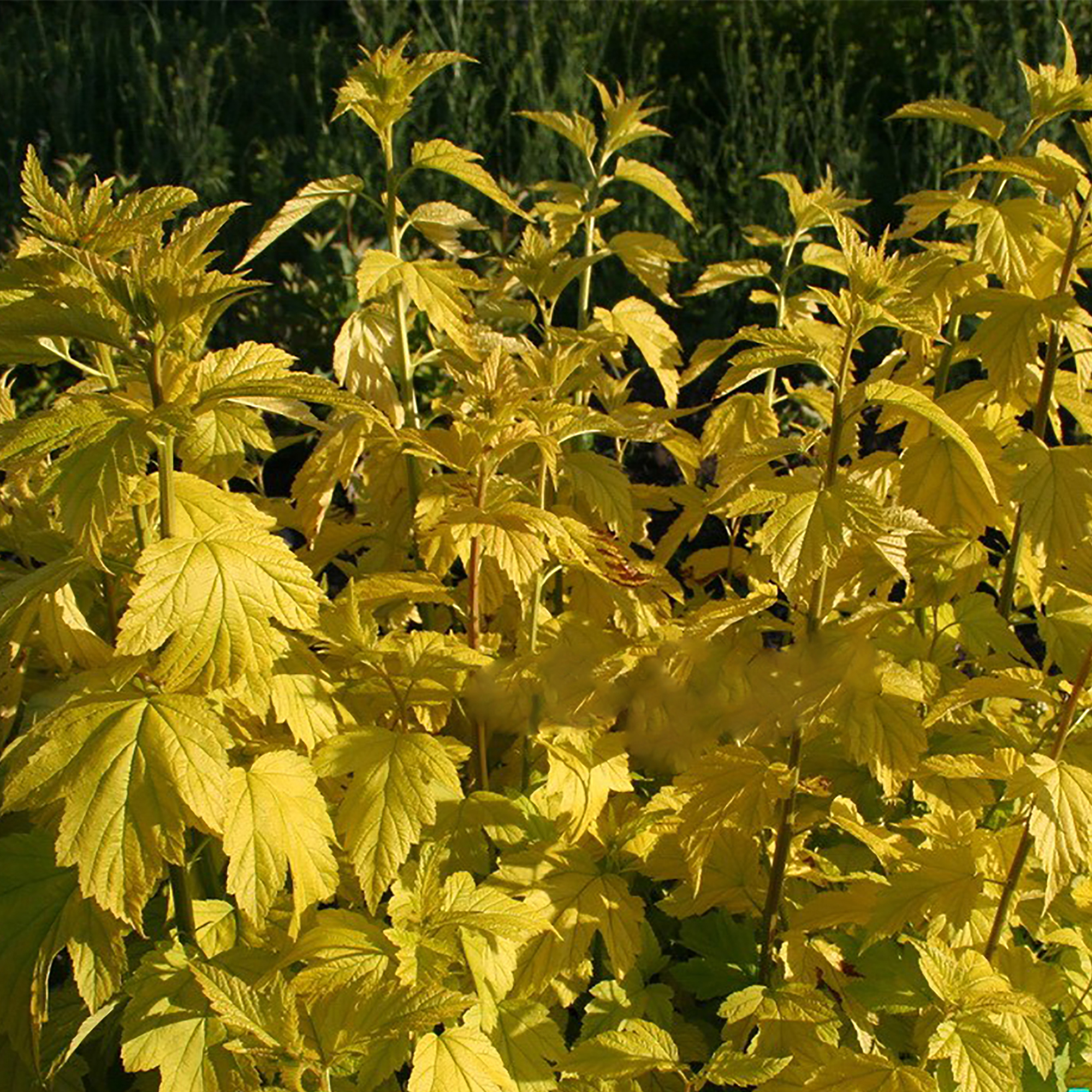Пузыреплодник Ауреа Santreyd - золотистый кустарник для сада 18321048 STLM-0010258 - Вид №2