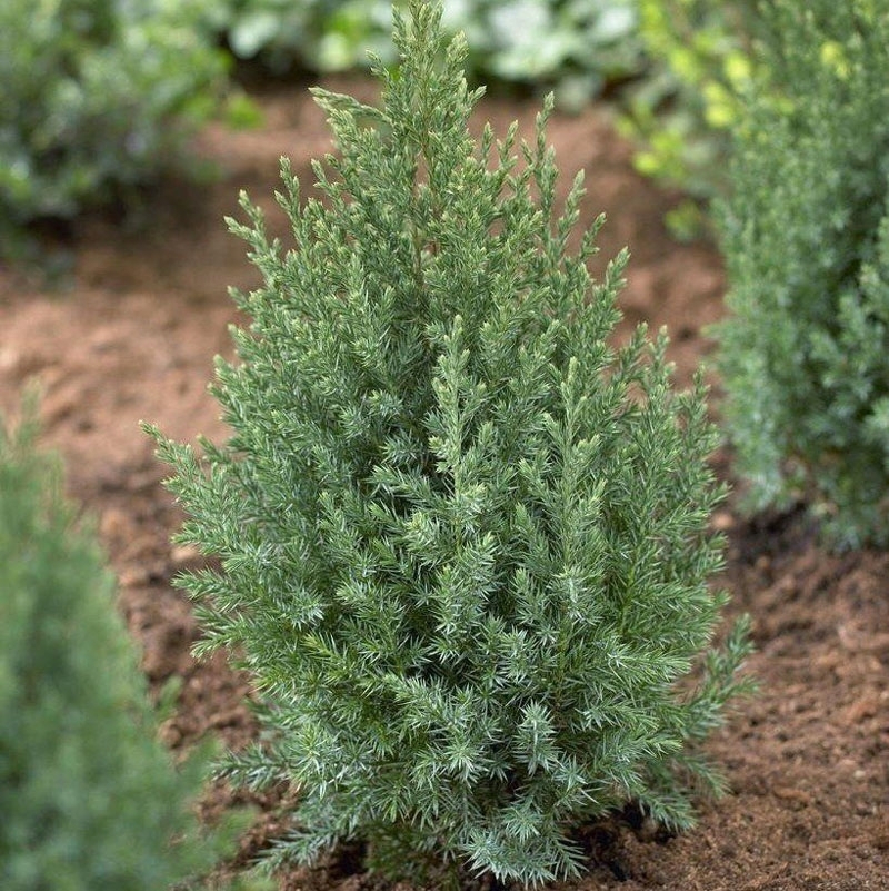 87691109 Можжевельник китайский Стрикта ø17 h30 - 40 см STLM-0075052 PLANTMARKET