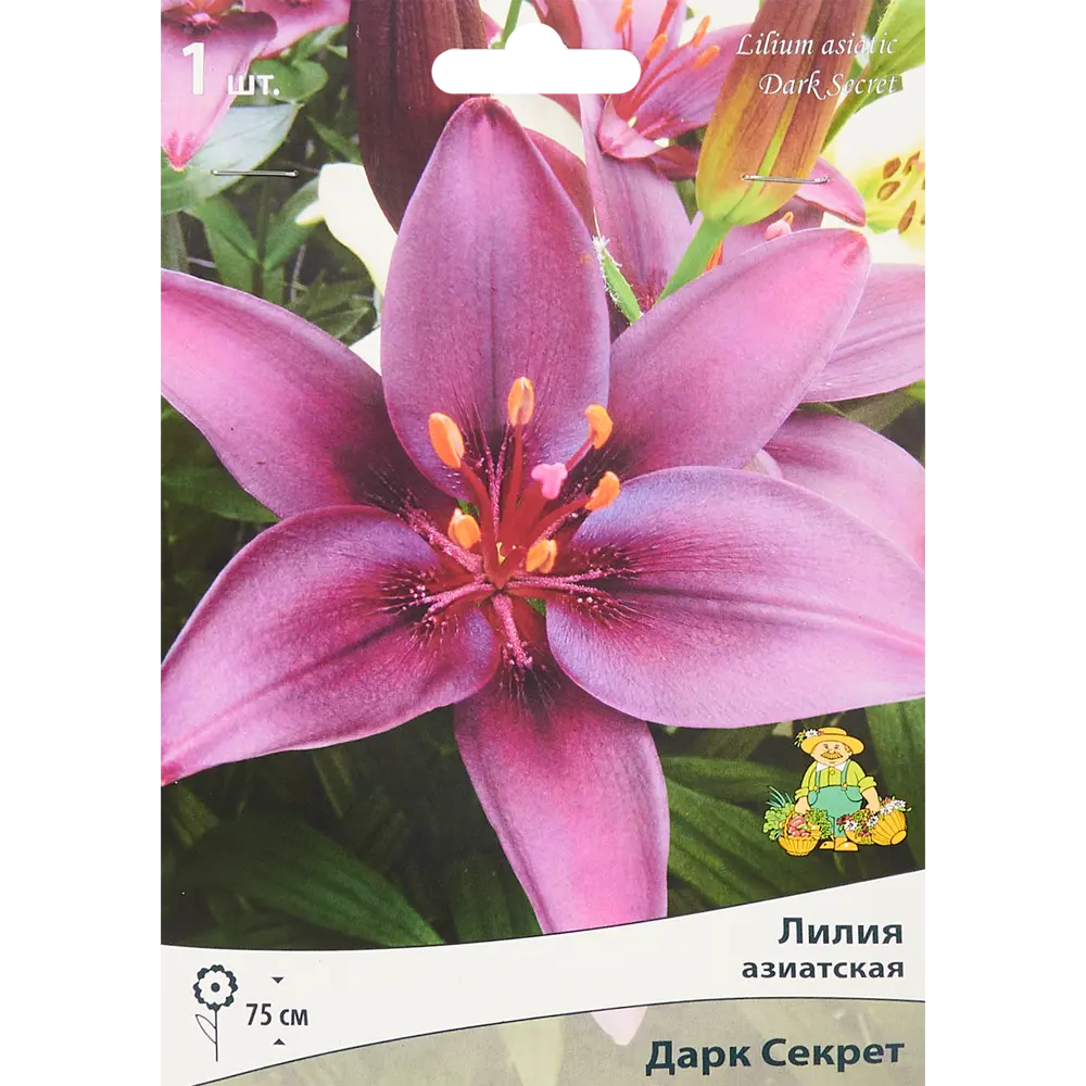 Лилия азиатская Дарк Секрет 85186026 STLM-2075841 ПОИСК 