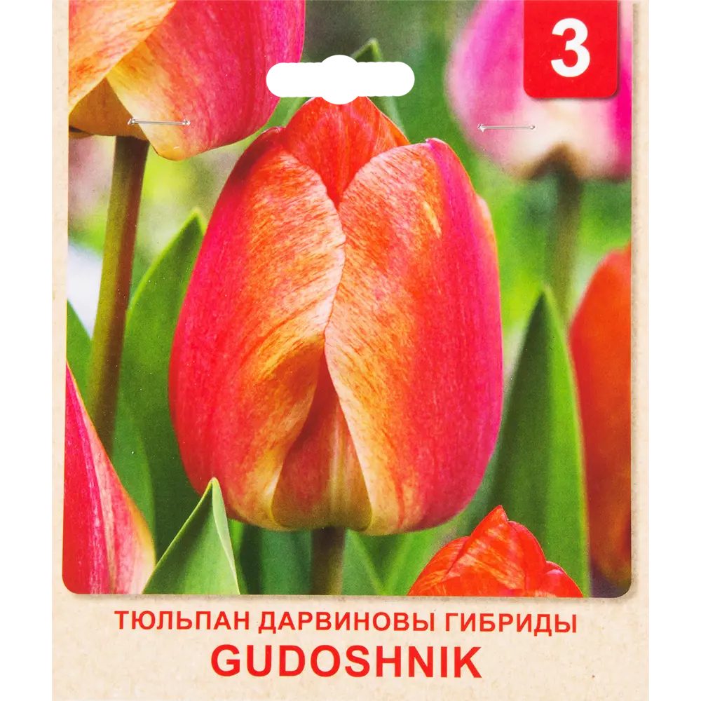 Тюльпан «Gudoshnik» размер луковицы 10/11, 3 шт. 82365322 STLM-2202733 Santreyd 