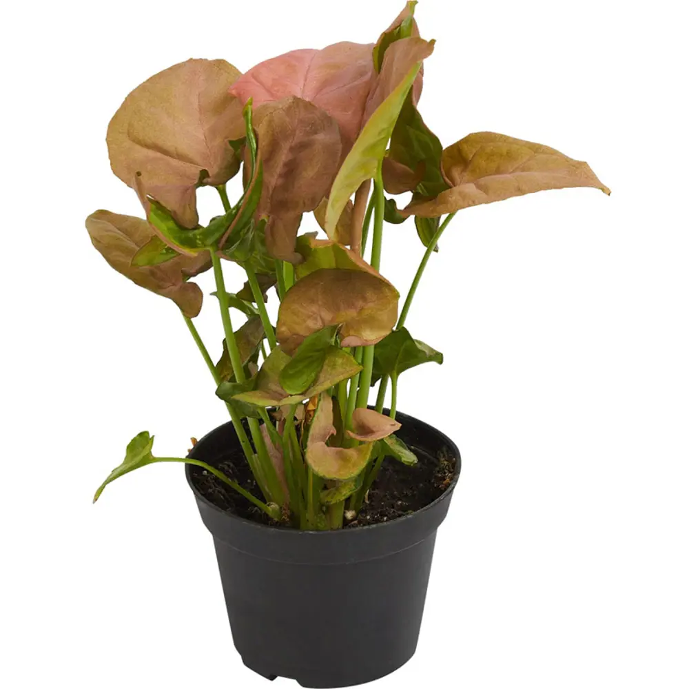 Santreyd Сингониум Мария — тропическая лиана с розово-коричневыми листьями 89394847 STLM-1453890