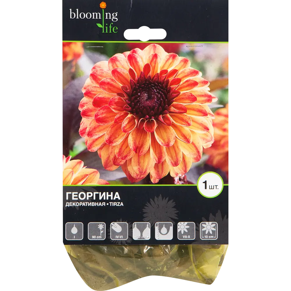 Георгина «Тирза» 82539304 STLM-2186306 BLOOMING LIFE 