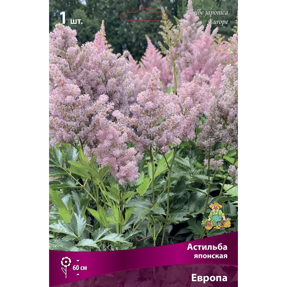 Астильба японская Европа I 89381211 STLM-2097922 ПОИСК 