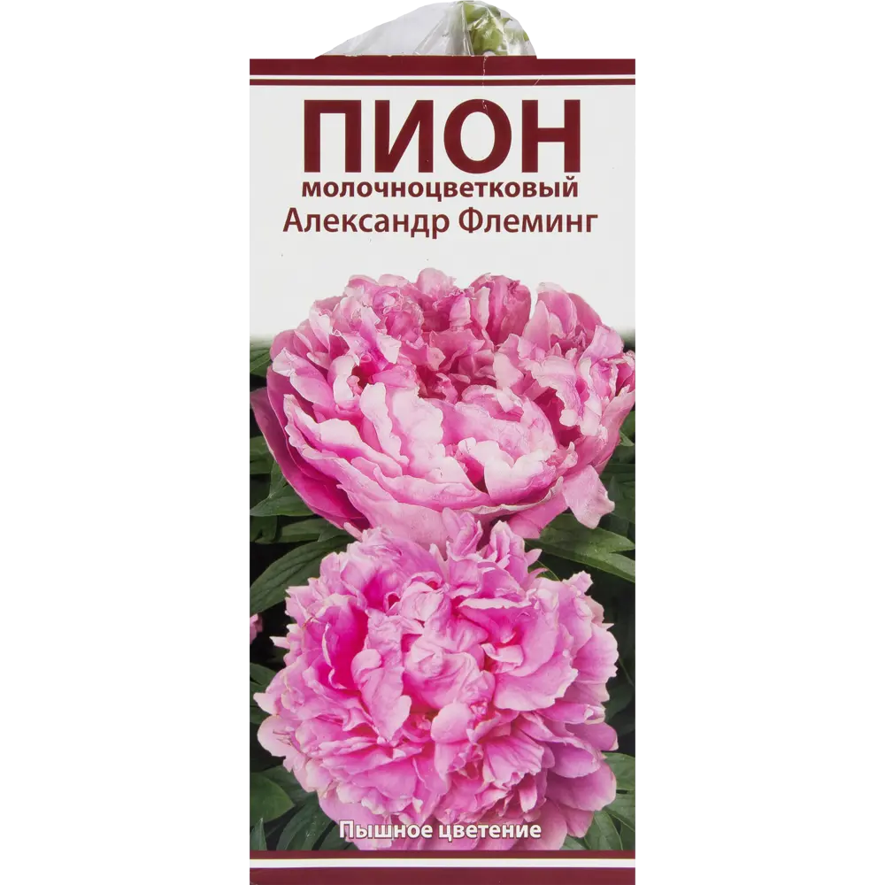 Пион молочноцветковый «Александр Флеминг», размер луковицы I 82319601 STLM-2112934 Santreyd 