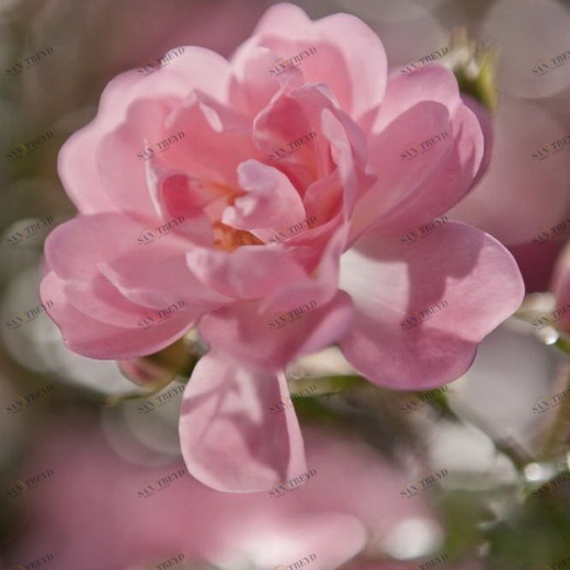 4-713-Bouquet Фотообои Komar Vol.15 2.54х1.84 м 4713BOUQUET