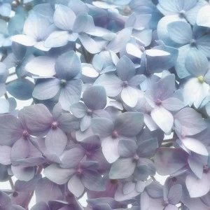 8-961-Light-Blue Фотообои Komar Imagine Edition 2 254х368 м