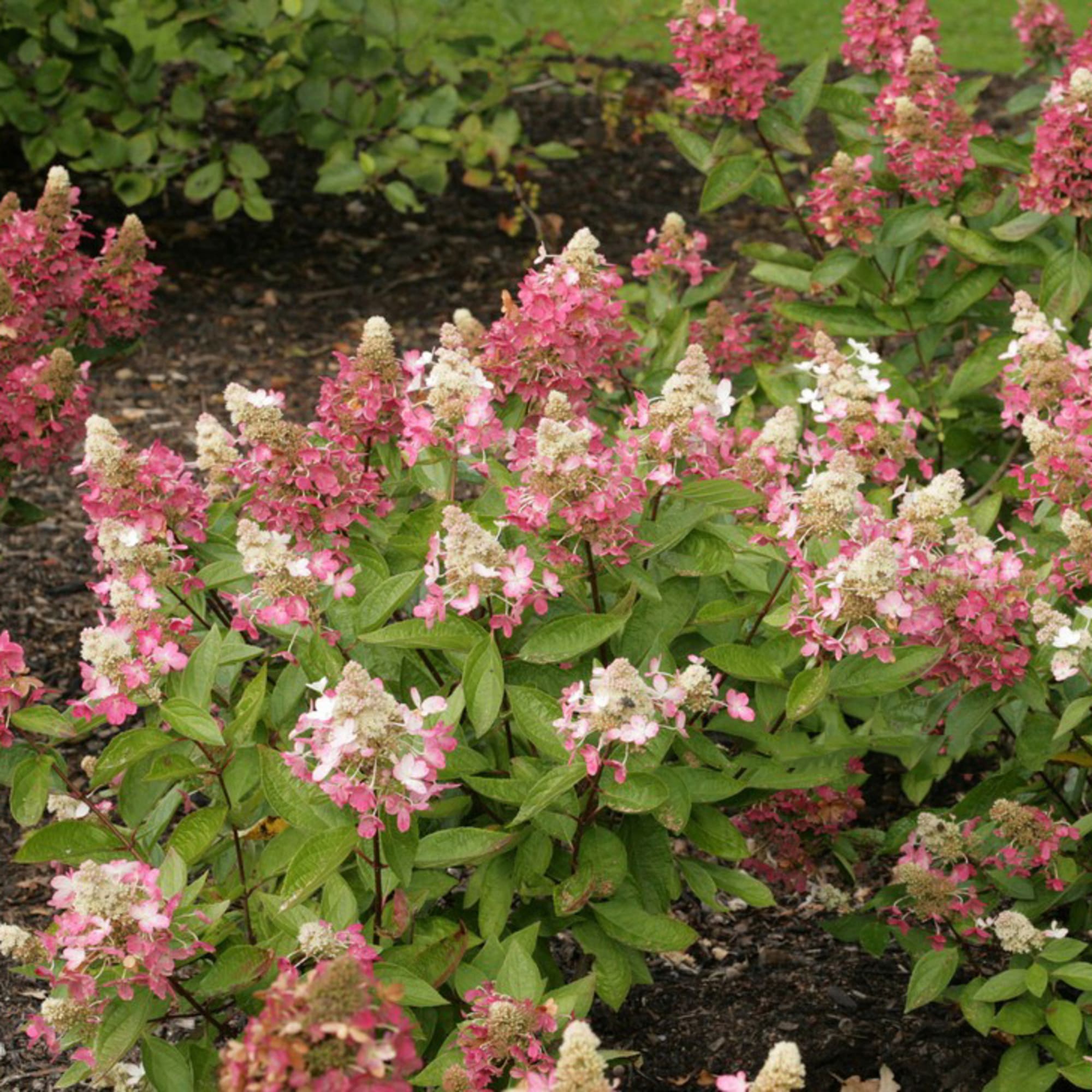 81959183 Гортензия метельчатая «Меджикал Везувий» Р9 Santreyd  - Вид №2