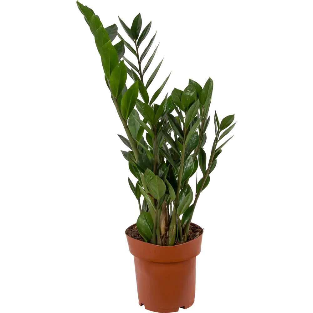 Santreyd Замиокулькас - экзотическое растение Мадагаскара с глянцевыми листьями 14031078 STLM-0004201