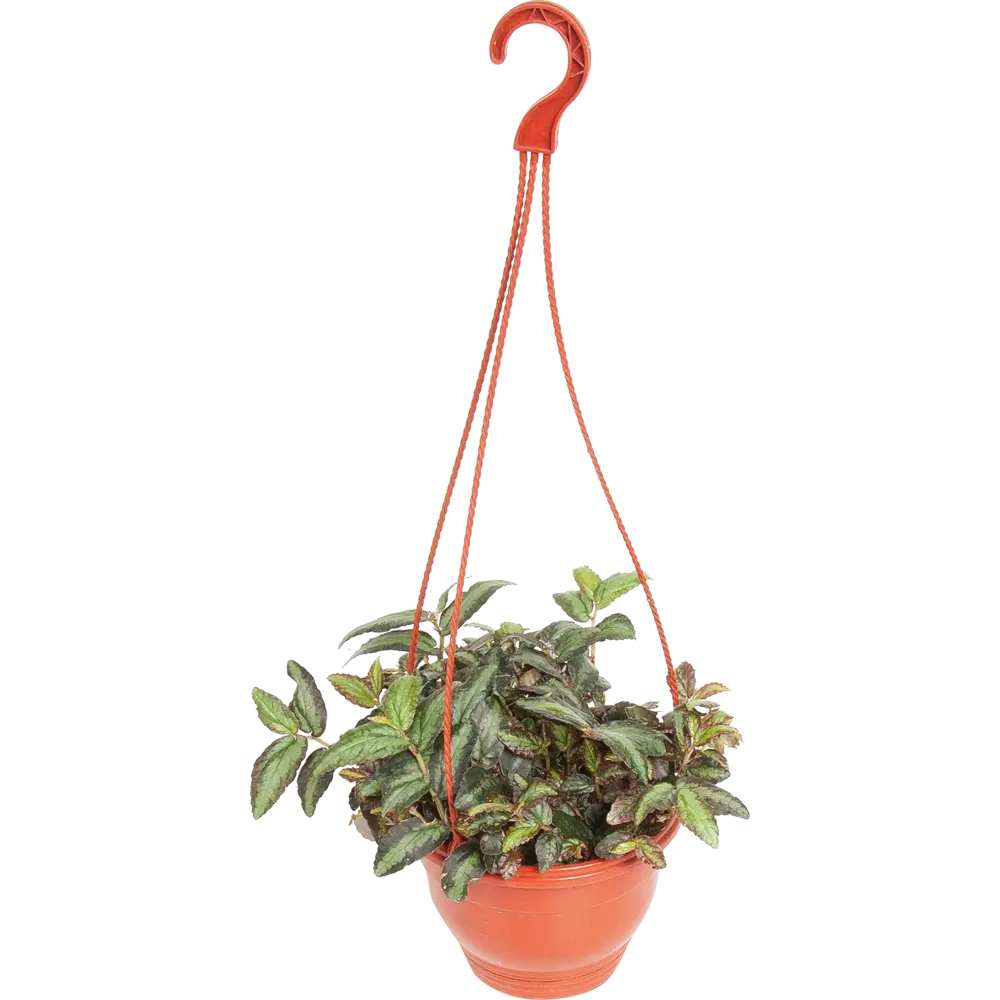 Santreyd Пеллиония Даво в кашпо - декоративное растение с бело-зелеными листьями 82649984 STLM-0032834