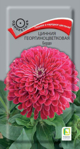 86218004 Семена цветов Поиск цинния георгиноцветковая Бордо STLM-0066952 Santreyd