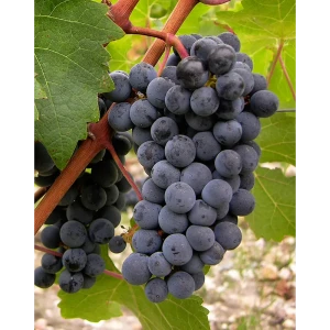 Виноград Каберне Совиньон ø19 h55 см