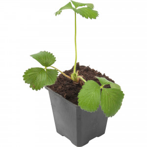 82625835 Земляника микс 9x15 см