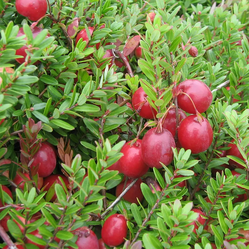 Клюква крупноплодная Santreyd С1 — морозостойкий саженец с обильным урожаем 18321355 STLM-0010267 - Вид №2